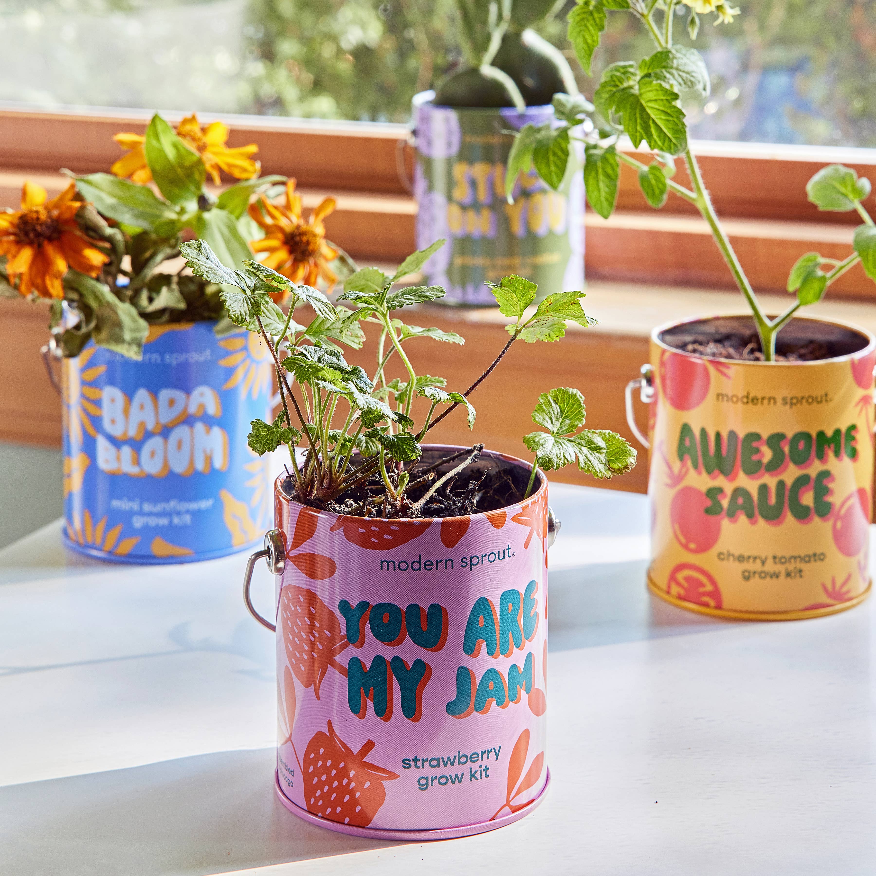 Color Grow Kits: You are My Jam