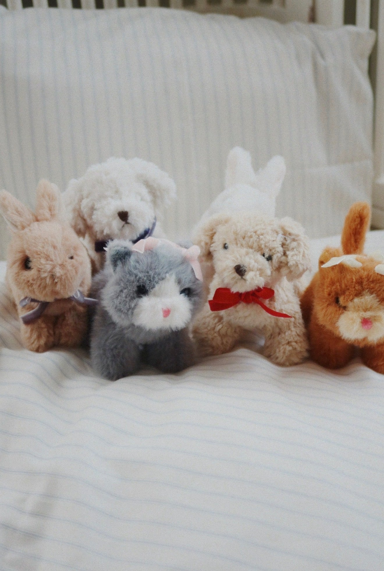 Baby Animals