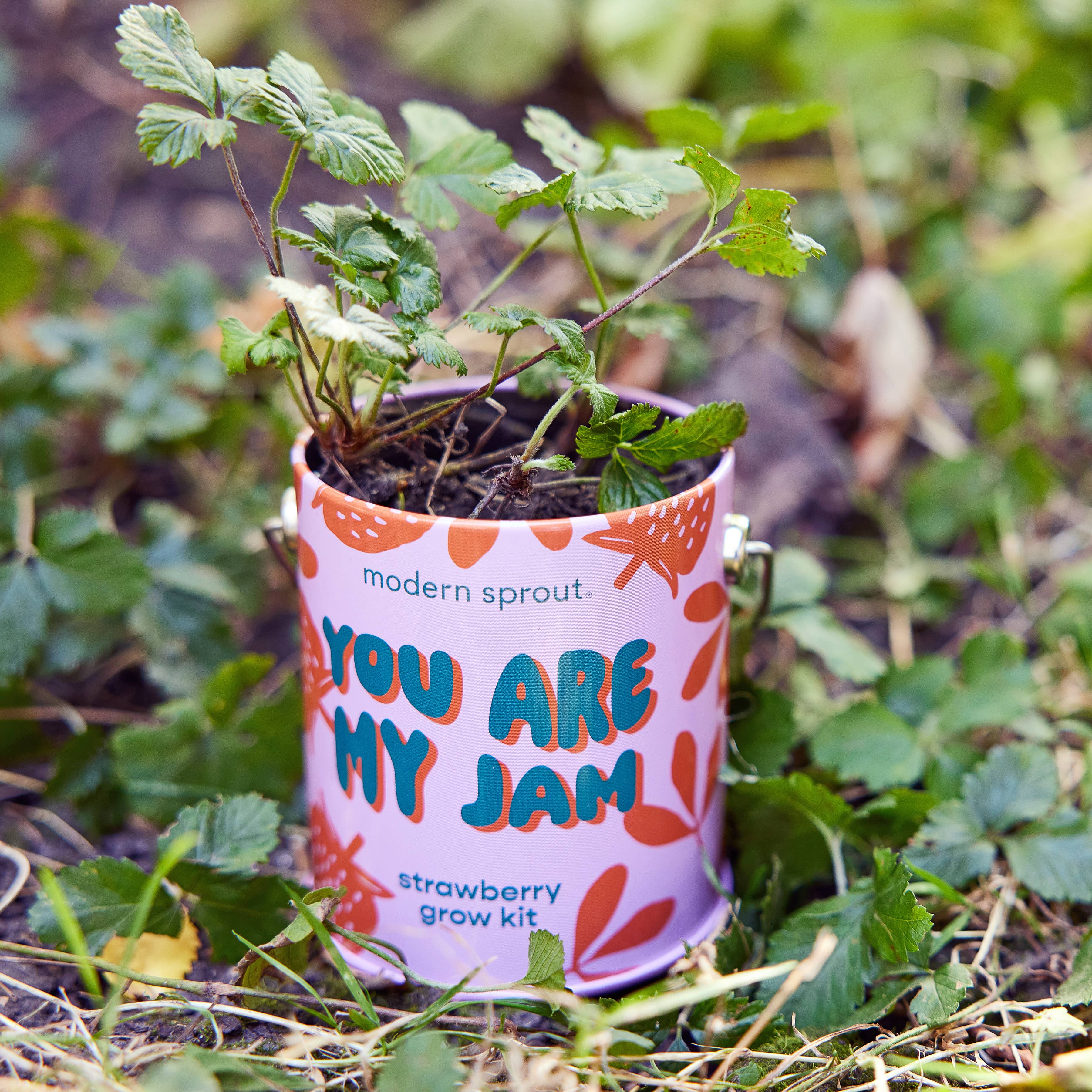 Color Grow Kits: You are My Jam