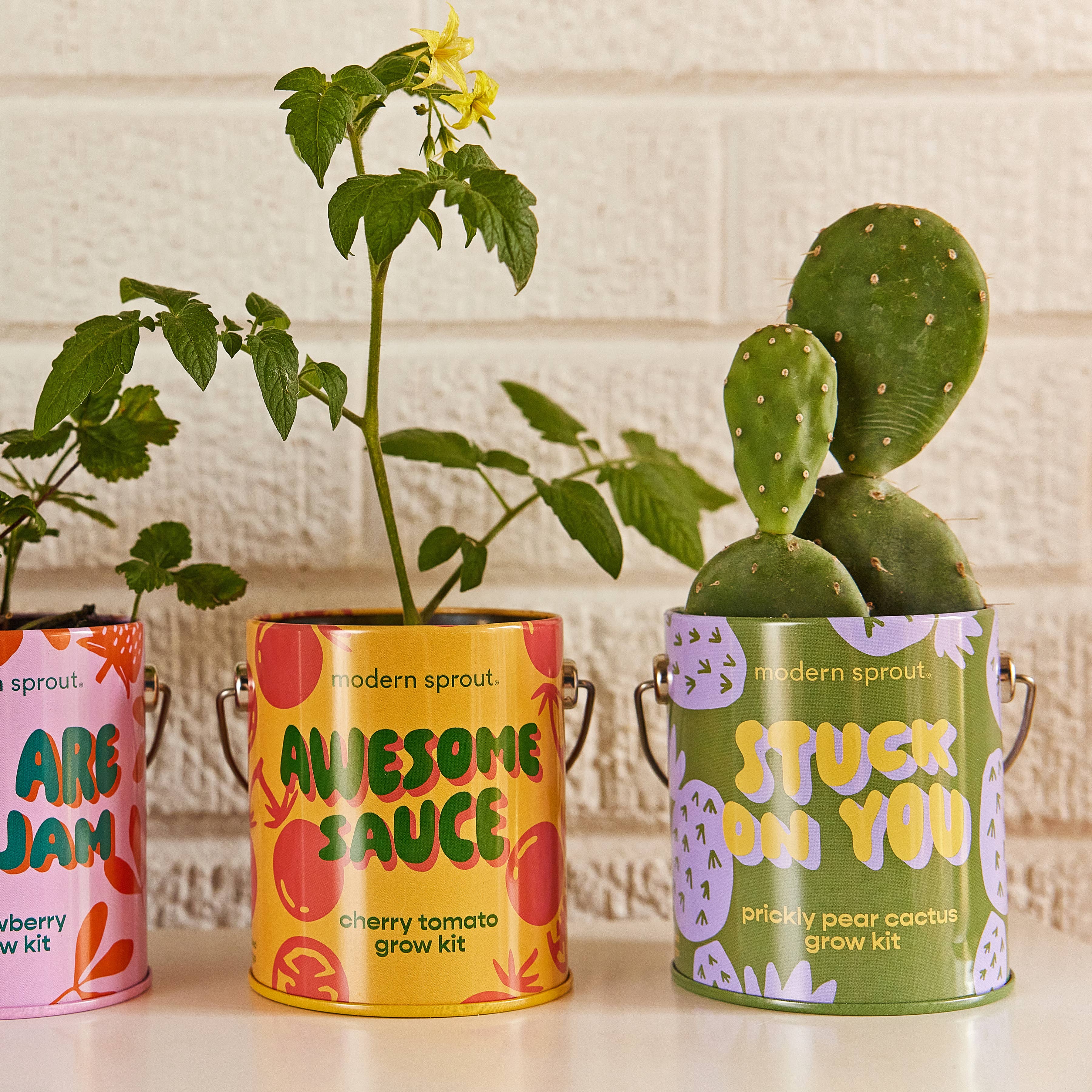 Color Grow Kits: You are My Jam