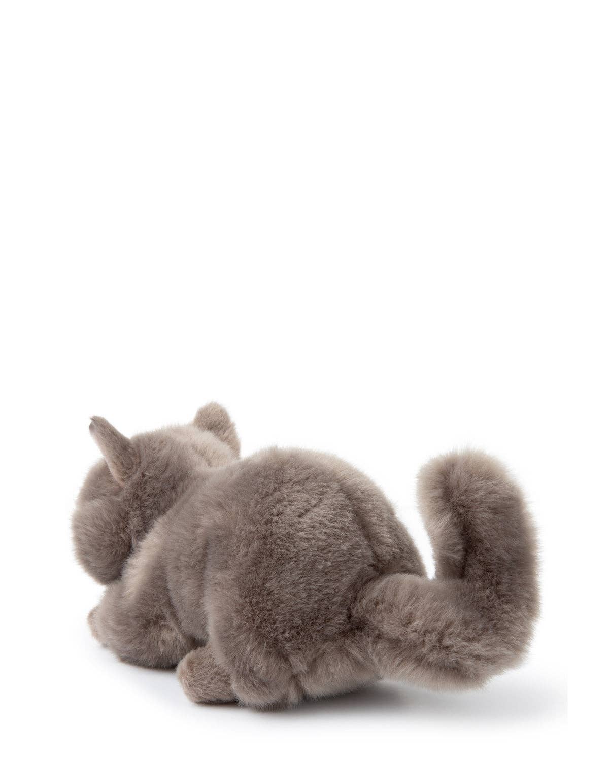 Plush BT CHAPS in Giftbox 6.5": 6.5" / Freddy The British Shorthair Floppy in Giftbox